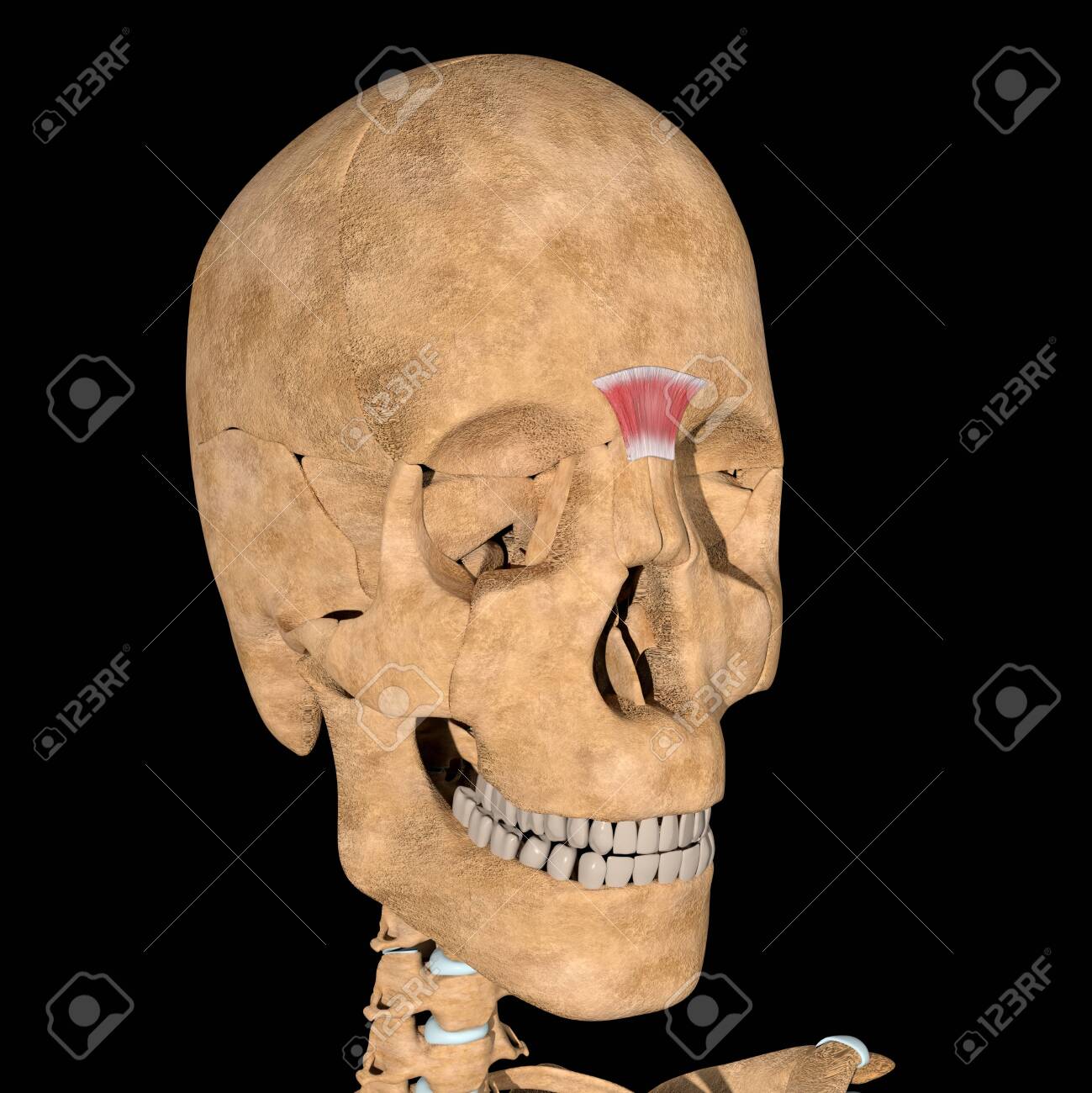 This is a 3d illustration of the procerus muscle on skeleton - 141461358 This is a 3d illustration of the procerus muscle on skeleton - 141461358