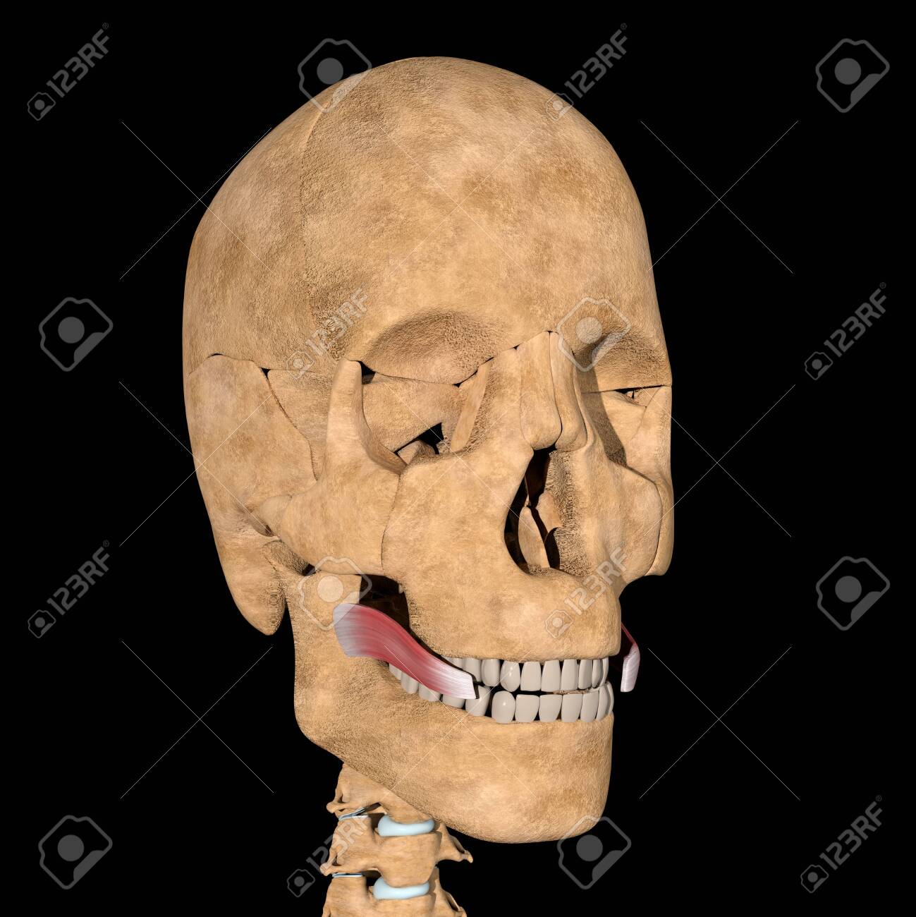 This is a 3d illustration of the risorius muscles on skeleton - 141461720 This is a 3d illustration of the risorius muscles on skeleton - 141461720