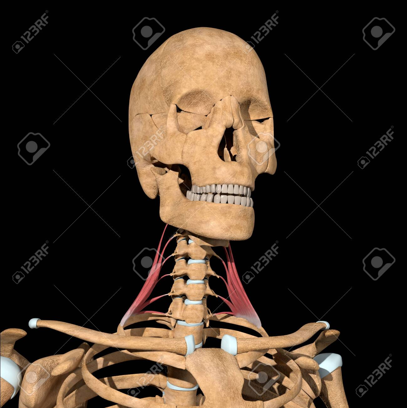 This 3d illustration shows the scalene medius muscles on skeleton - 141536742 This 3d illustration shows the scalene medius muscles on skeleton - 141536742