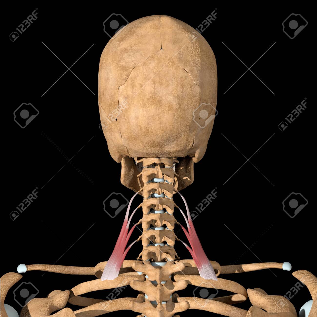 This 3d illustration shows the scalene posterior muscles on skeleton - 142140506 This 3d illustration shows the scalene posterior muscles on skeleton - 142140506