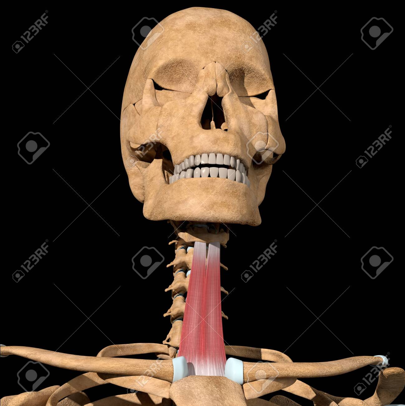 This 3d illustration shows the sternohyoid muscles on skeleton - 141540848 This 3d illustration shows the sternohyoid muscles on skeleton - 141540848