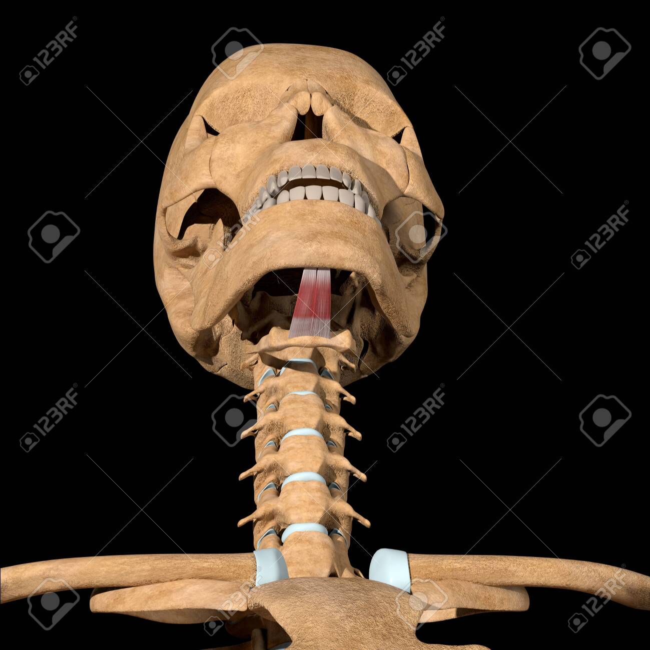 This 3d illustration shows the geniohyoid muscles on skeleton - 141583245 This 3d illustration shows the geniohyoid muscles on skeleton - 141583245