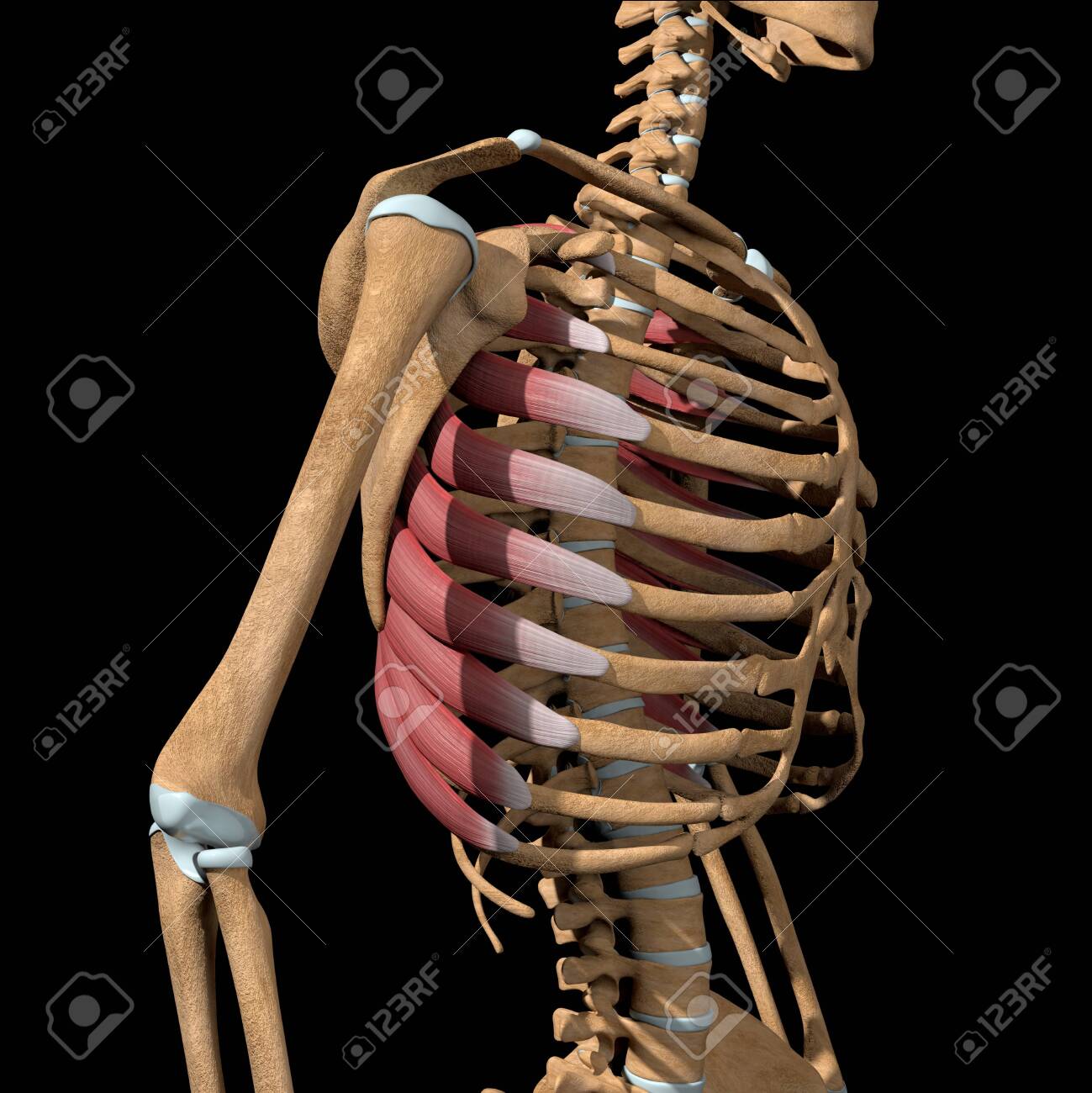 This 3d illustration shows the serratus anterior muscles on skeleton - 142173666 This 3d illustration shows the serratus anterior muscles on skeleton - 142173666