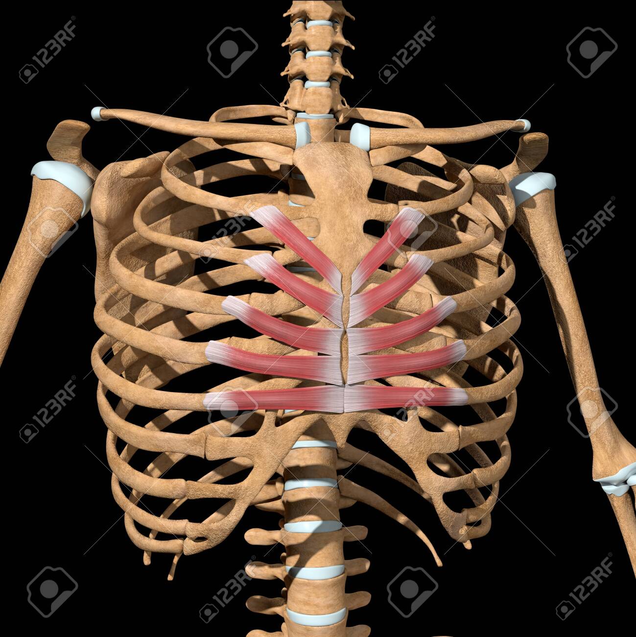 This 3d illustration shows the transversus thoracis muscles on skeleton - 141583265 This 3d illustration shows the transversus thoracis muscles on skeleton - 141583265