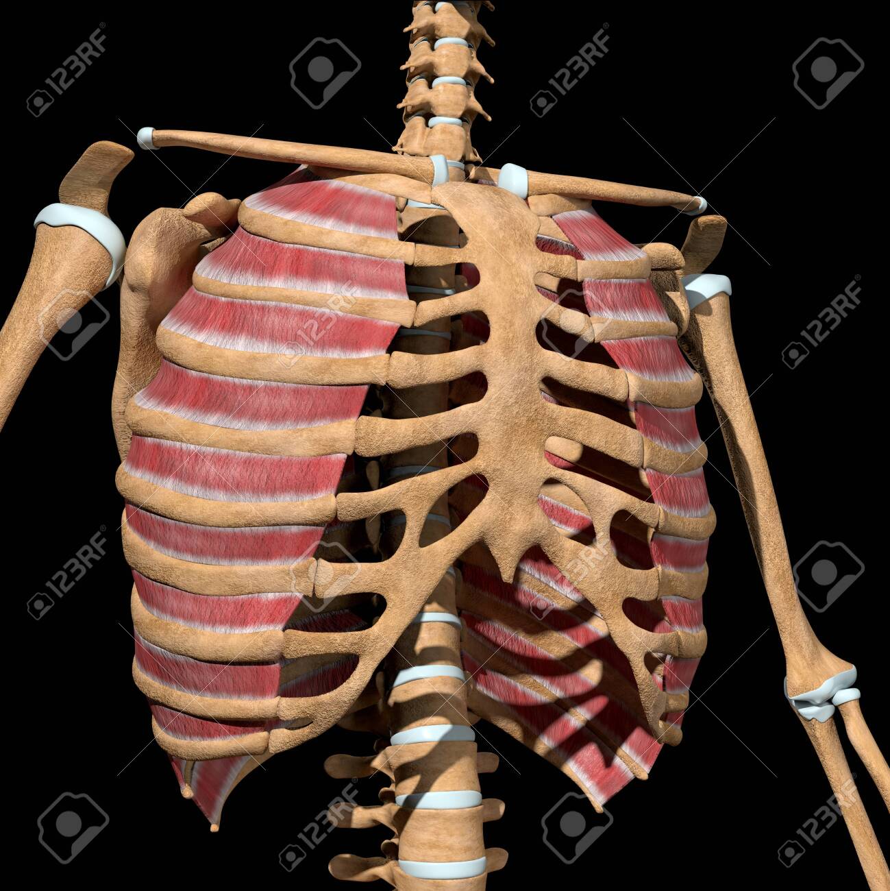 This 3d illustration shows the external intercostal muscles on skeleton - 141625535 This 3d illustration shows the external intercostal muscles on skeleton - 141625535