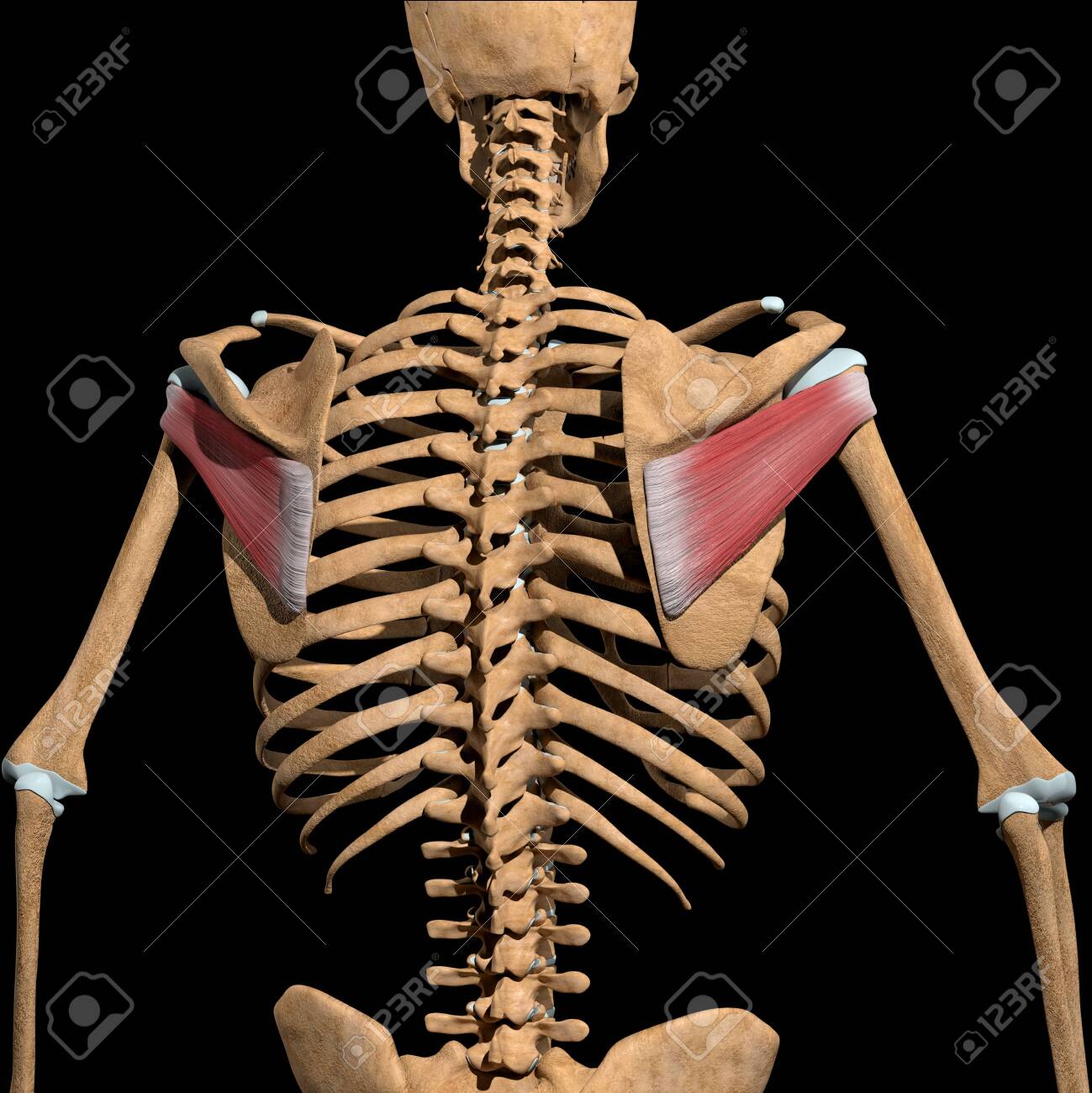 This 3d illustration shows the infraspinatus muscles on skeleton - 141625565 This 3d illustration shows the infraspinatus muscles on skeleton - 141625565