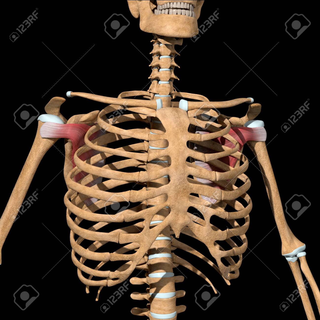 This 3d illustration shows the subscapularis muscles on skeleton - 141625479 This 3d illustration shows the subscapularis muscles on skeleton - 141625479