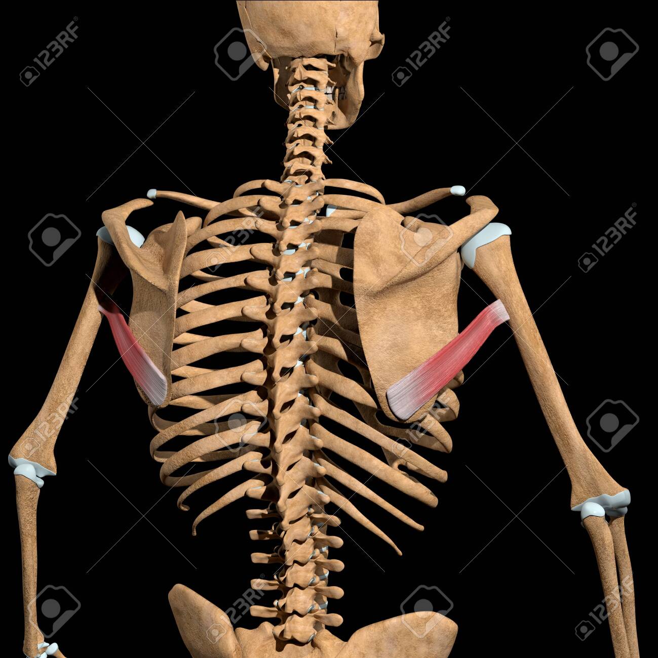 This 3d illustration shows the teres major muscles on skeleton - 141625443 This 3d illustration shows the teres major muscles on skeleton - 141625443