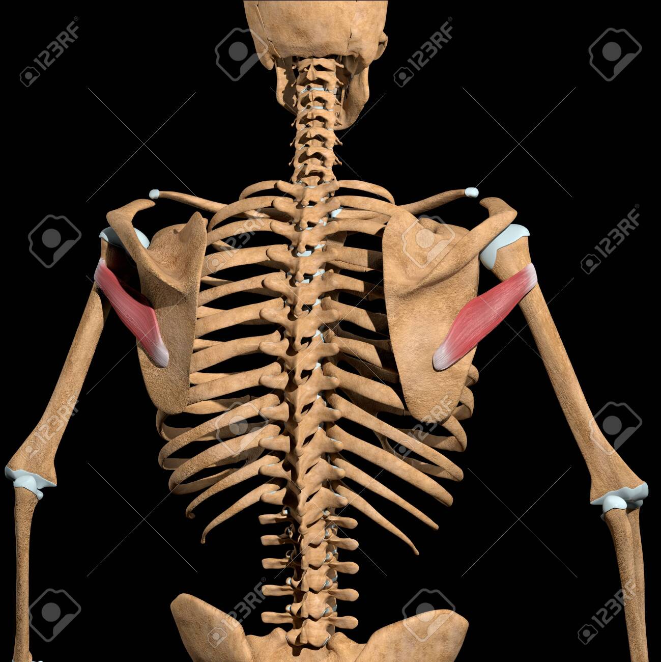 This 3d illustration shows the teres minor muscles on skeleton - 141625428 This 3d illustration shows the teres minor muscles on skeleton - 141625428