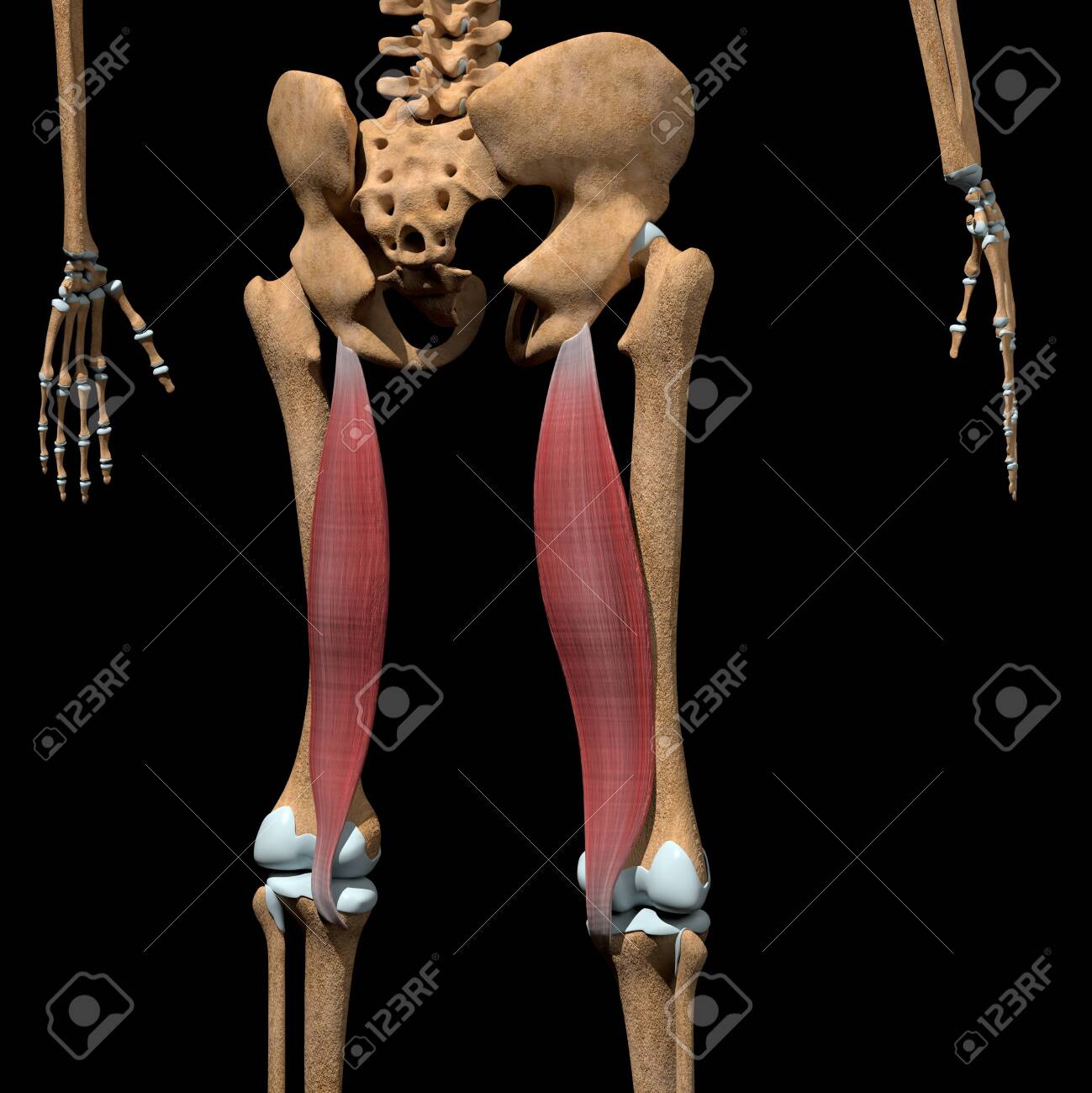 This 3d illustration shows the semimembranosus muscles on skeleton - 142171657 This 3d illustration shows the semimembranosus muscles on skeleton - 142171657