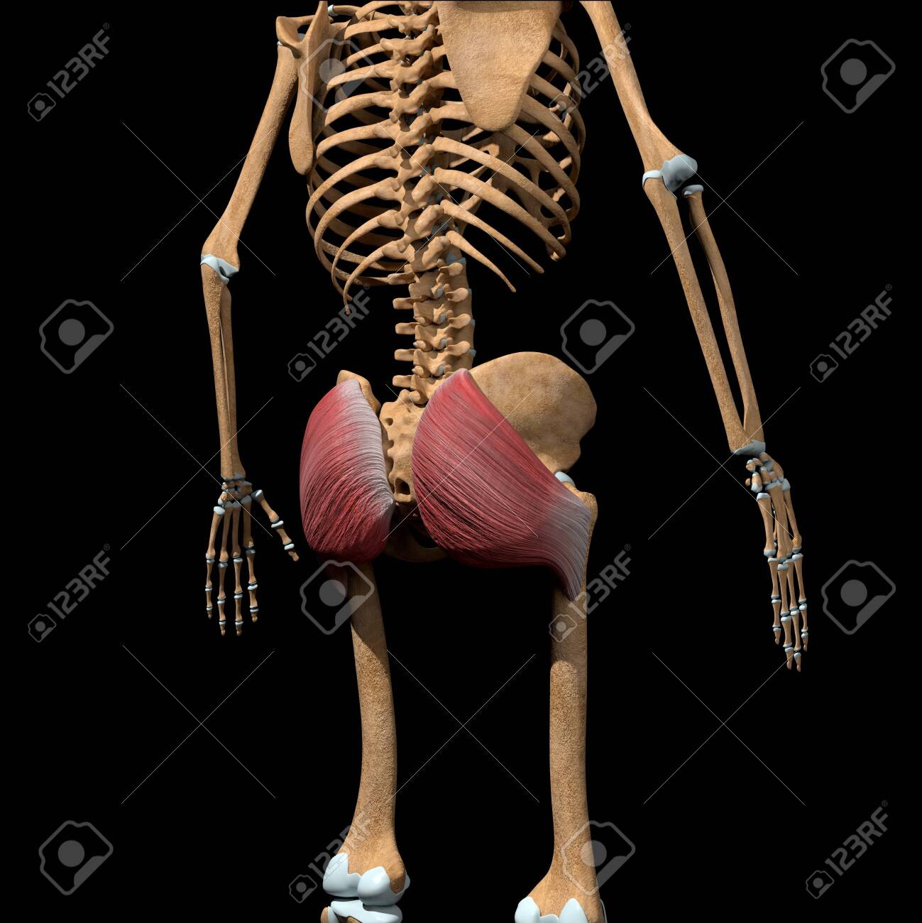 This 3d illustration shows the gluteus maximus muscles on skeleton - 142171660 This 3d illustration shows the gluteus maximus muscles on skeleton - 142171660