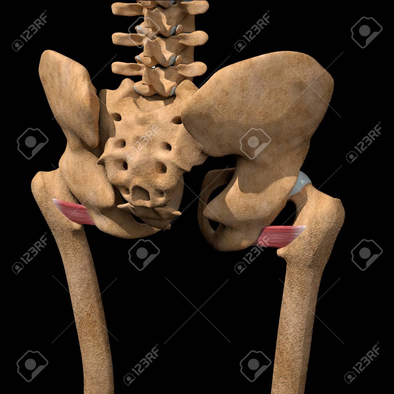 This 3d illustration shows the quadratus femoris muscles on skeleton - 142171666 This 3d illustration shows the quadratus femoris muscles on skeleton - 142171666