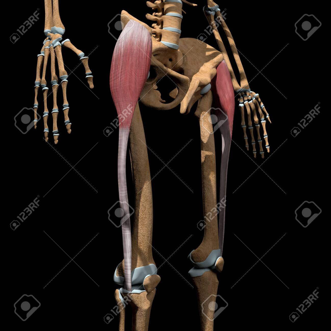 This 3d illustration shows the tensor fasciae latae muscles on skeleton - 142171668 This 3d illustration shows the tensor fasciae latae muscles on skeleton - 142171668