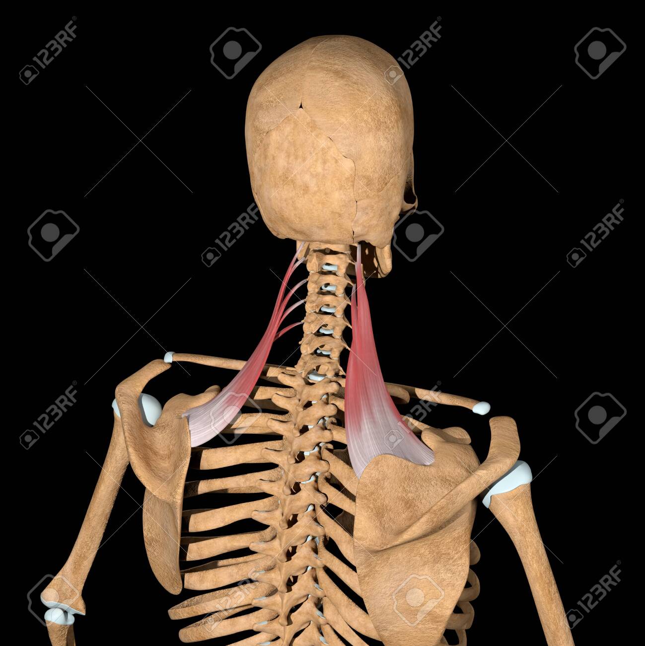 This 3d illustration shows the levator scapulae muscles on skeleton - 141774748 This 3d illustration shows the levator scapulae muscles on skeleton - 141774748