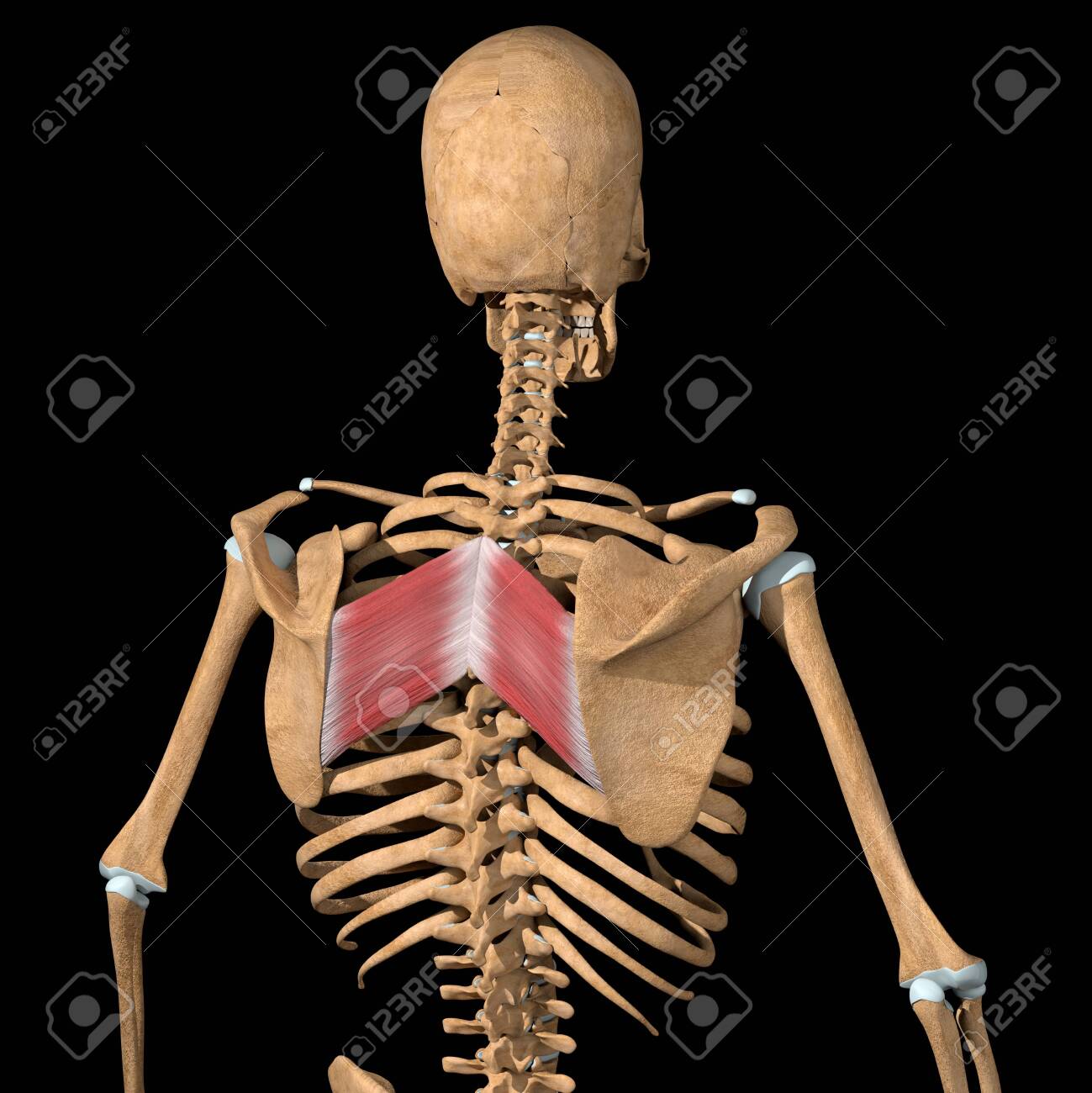 This 3d illustration shows the rhomboid major muscles on skeleton - 141774665 This 3d illustration shows the rhomboid major muscles on skeleton - 141774665