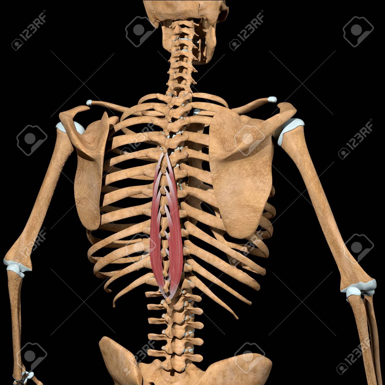 This 3d illustration shows the spinalis thoracis muscles on skeleton - 141774757 This 3d illustration shows the spinalis thoracis muscles on skeleton - 141774757