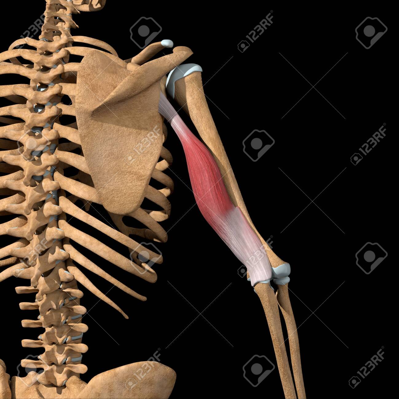 This 3d illustration shows the long head of the triceps muscles on skeleton - 144346057 This 3d illustration shows the long head of the triceps muscles on skeleton - 144346057