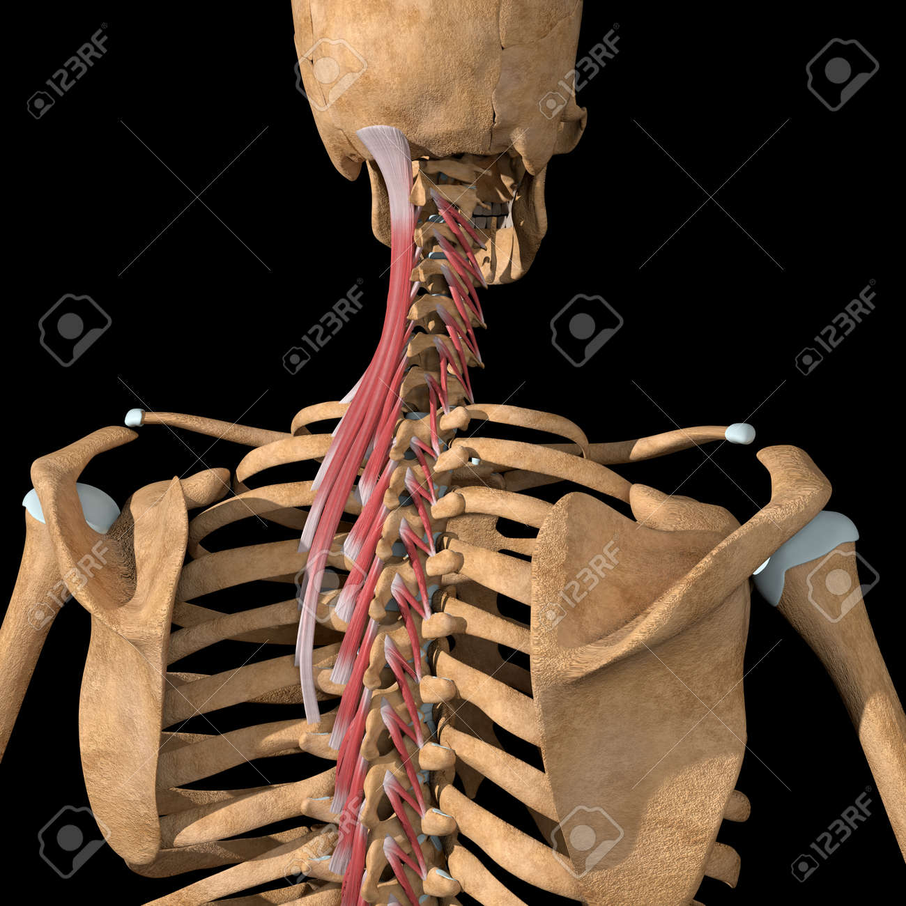 This 3d illustration shows the partial view of the transversospinalis muscles group - 145943065 This 3d illustration shows the partial view of the transversospinalis muscles group - 145943065