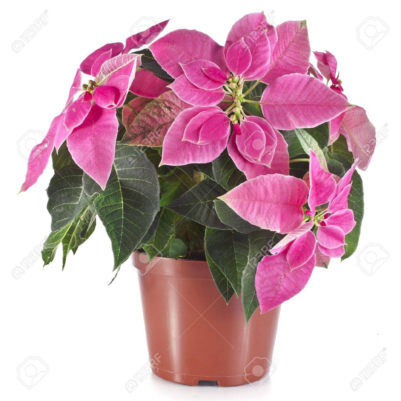 Noël Poinsettia Fleur En Pot De Fleurs Isolé Sur Fond Blanc