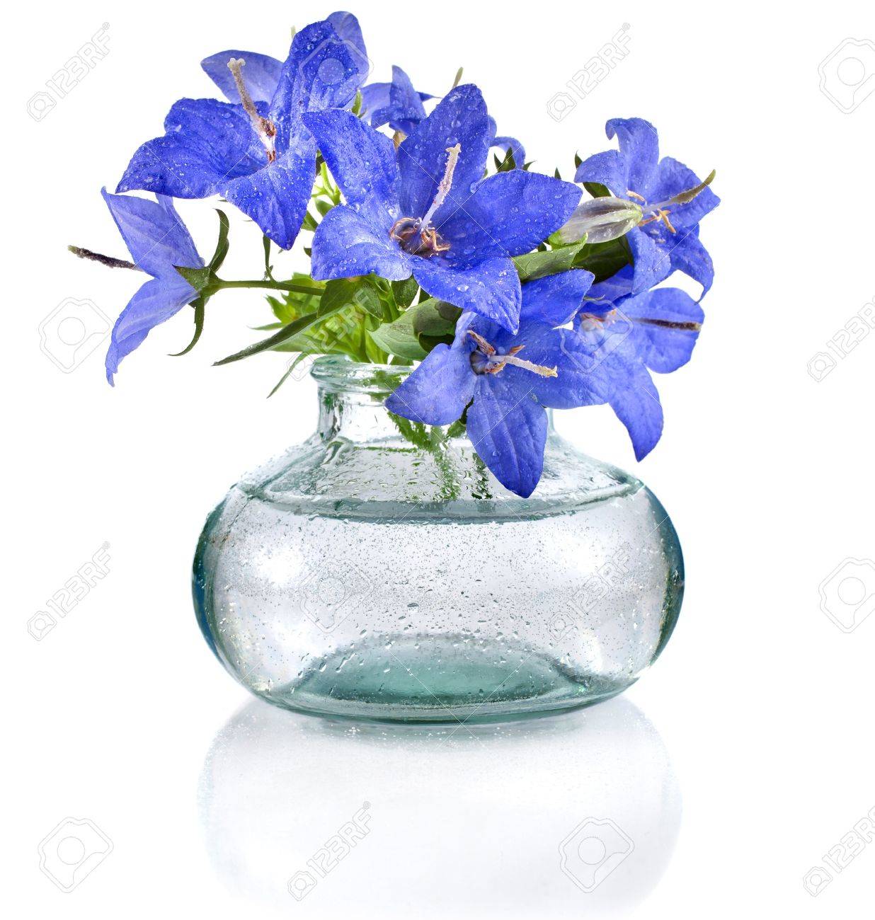 白い背景で隔離のガラス瓶の中の青いホタルブクロ花の花束 の写真素材 画像素材 Image