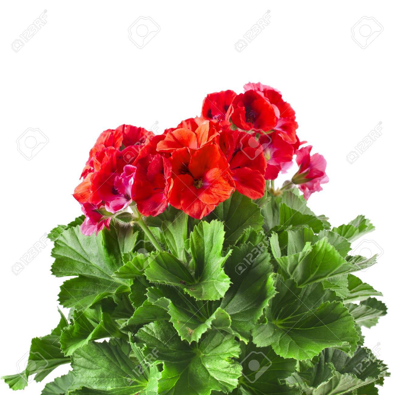 白い背景で隔離赤いゼラニウムの花 の写真素材 画像素材 Image 白い背景で隔離赤いゼラニウムの花 の写真素材 画像素材 Image