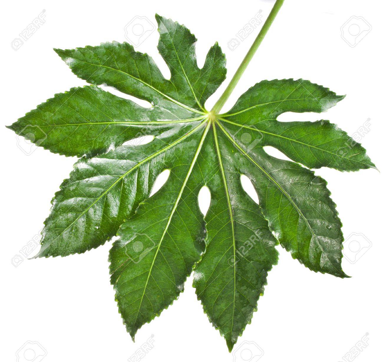 One Single Leaf Fatsia Japonica Close Up Macro Shot Isolated Stock Photo Picture And Royalty Free Image Image 20599064