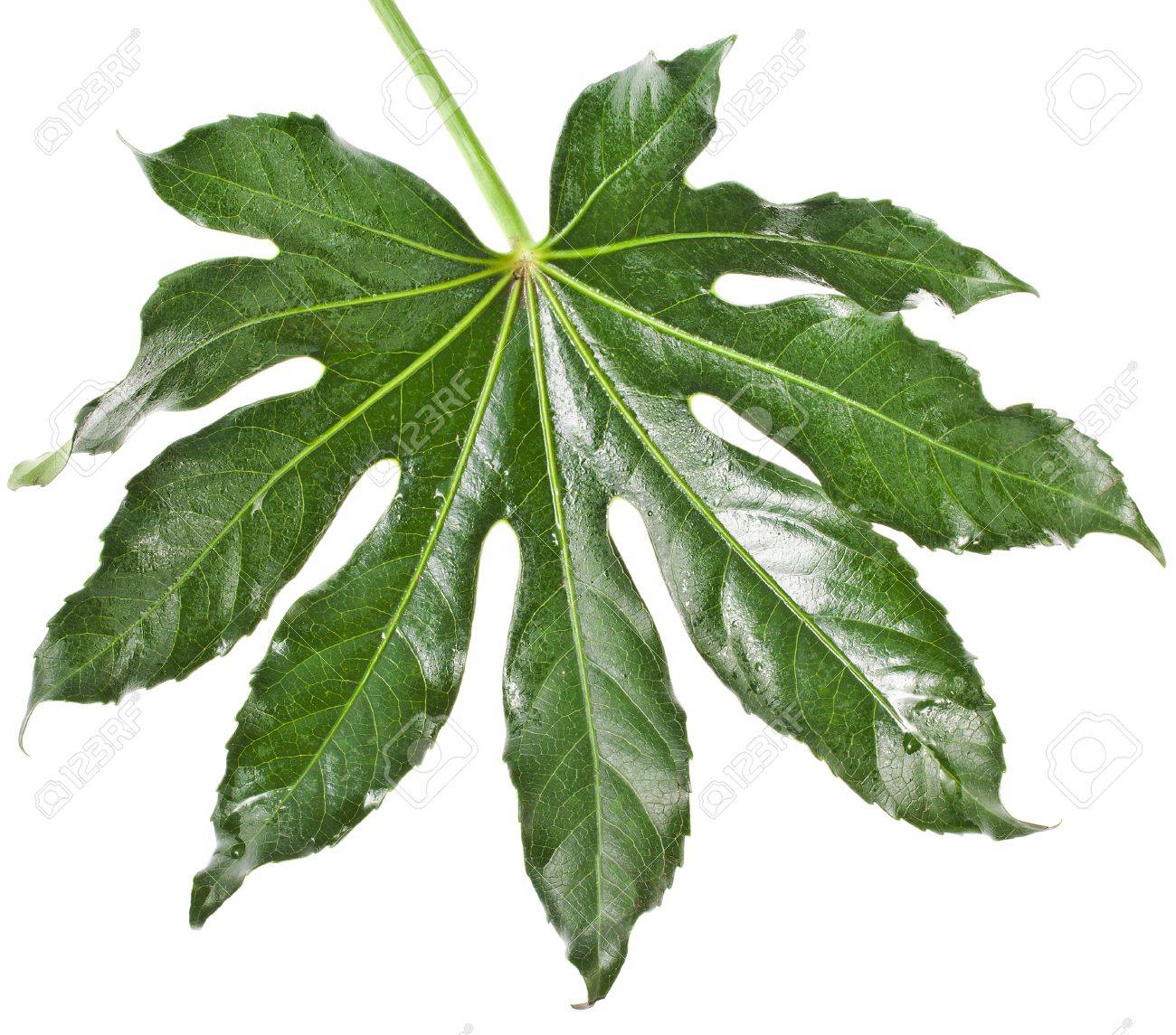 One Leaf Fatsia Japonica Isolated On A White Background Stock Photo Picture And Royalty Free Image Image 20932246
