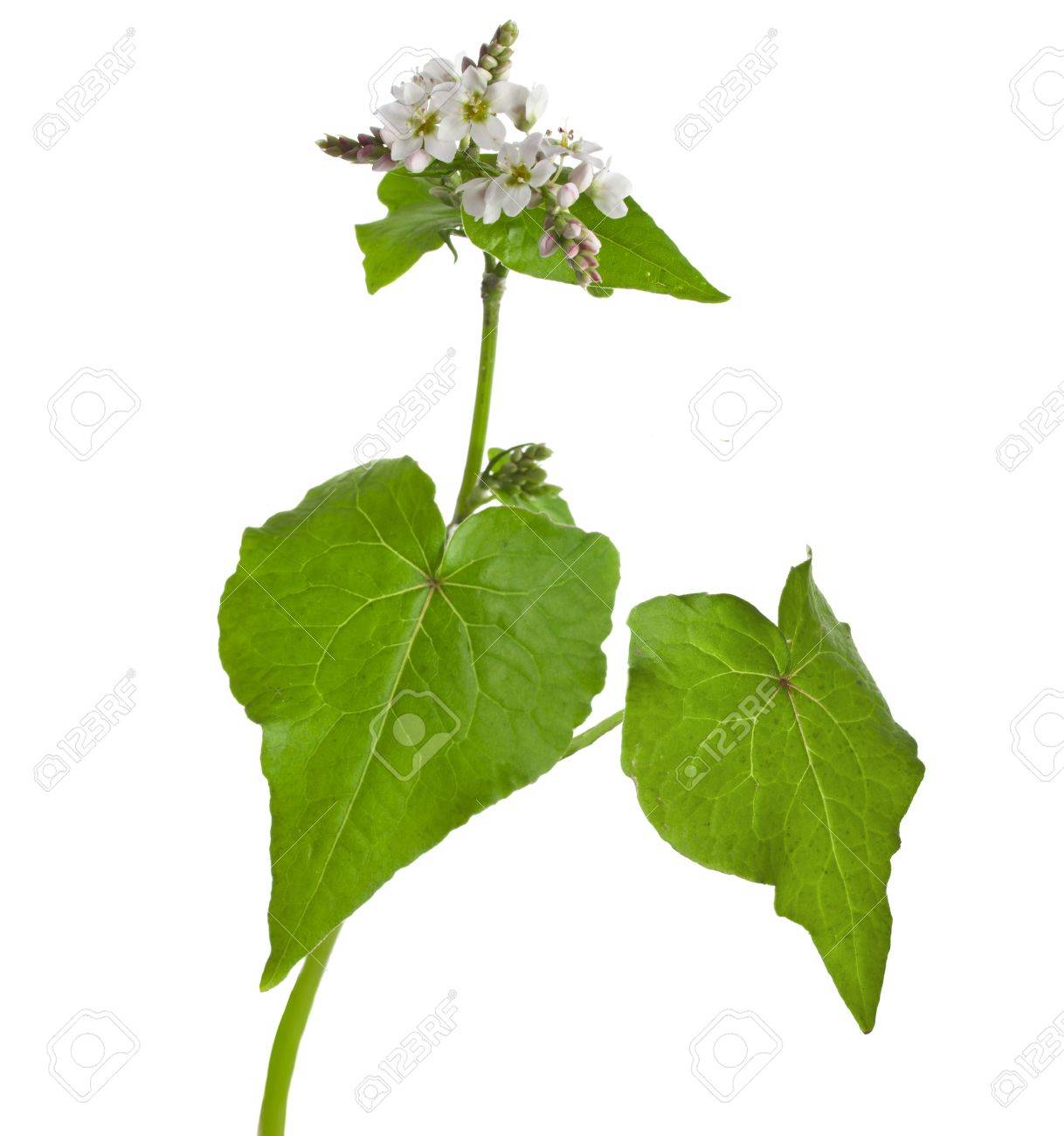 白い背景に分離されたソバ植物開花 の写真素材 画像素材 Image