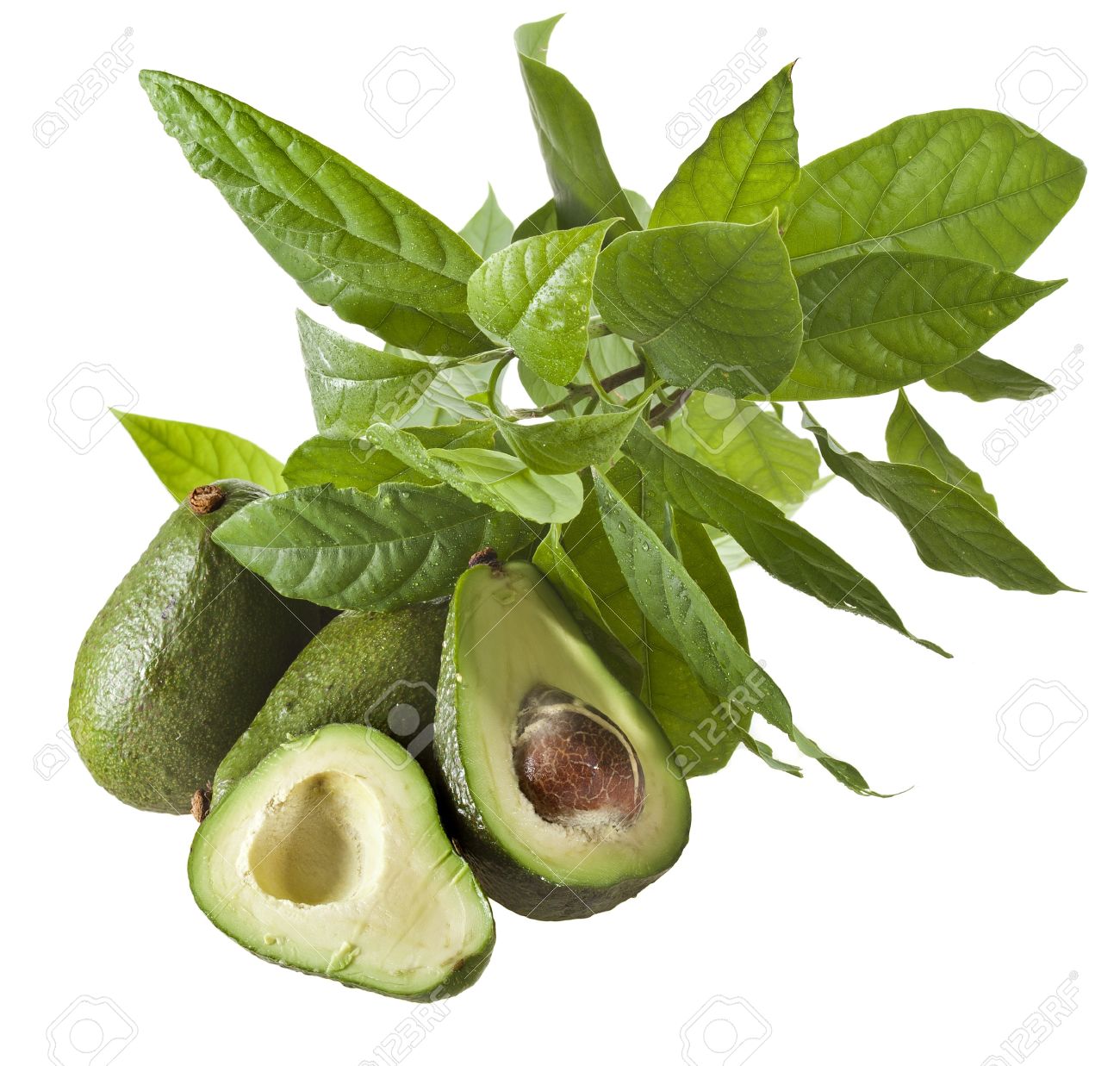 アボカドの木は 白で隔離からの若い葉でアボカド果実 の写真素材 画像素材 Image