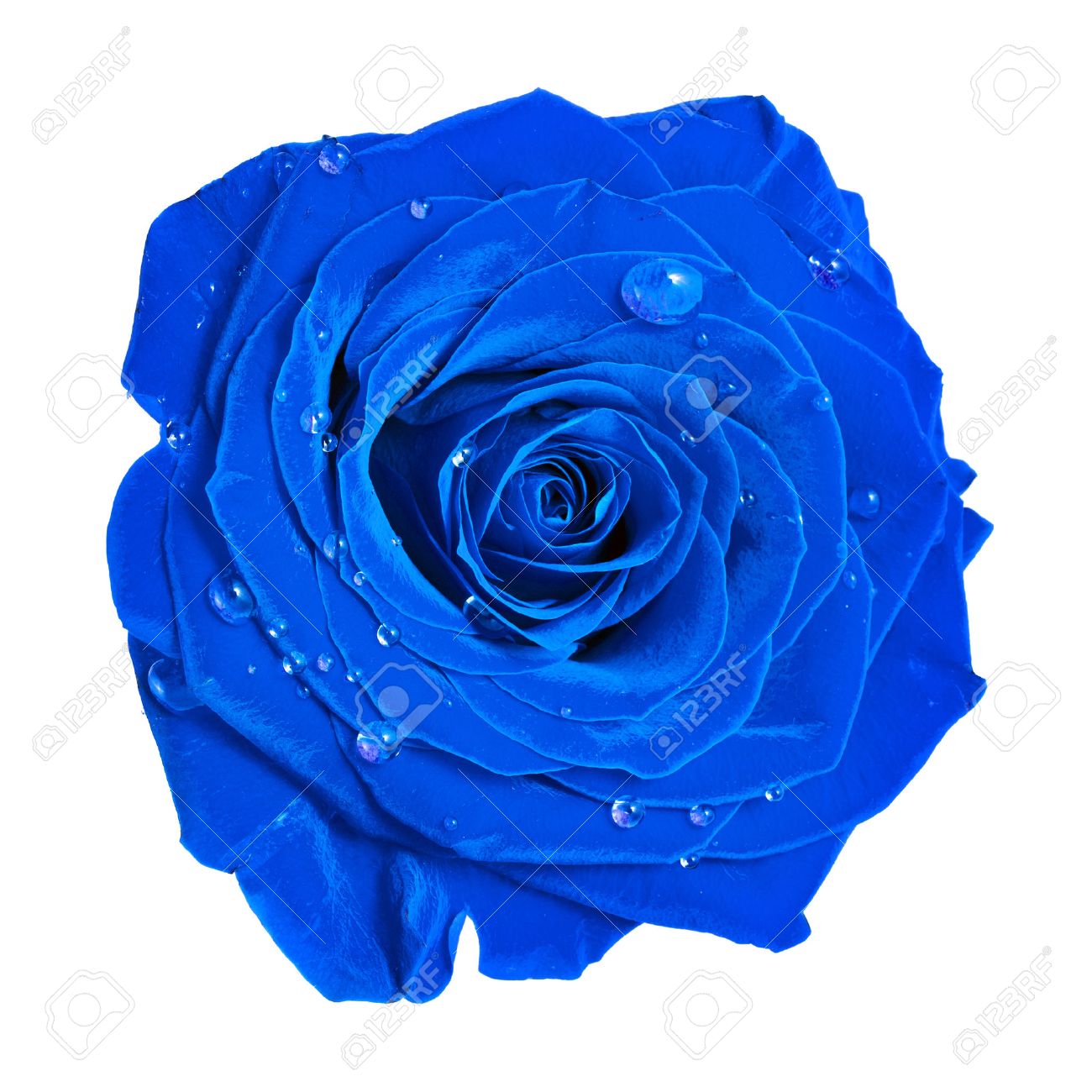 水滴の美しい青いバラ頭クローズ アップ ホワイト バック グラウンド上に分離されて の写真素材 画像素材 Image