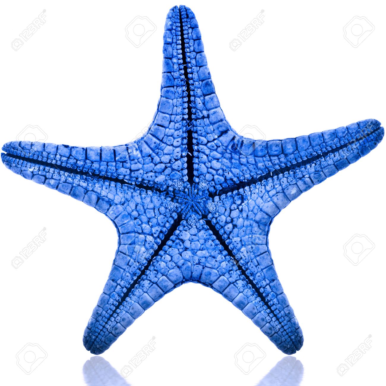 青いヒトデをクローズ アップで孤立した白い背景の 1 つ の写真素材 画像素材 Image