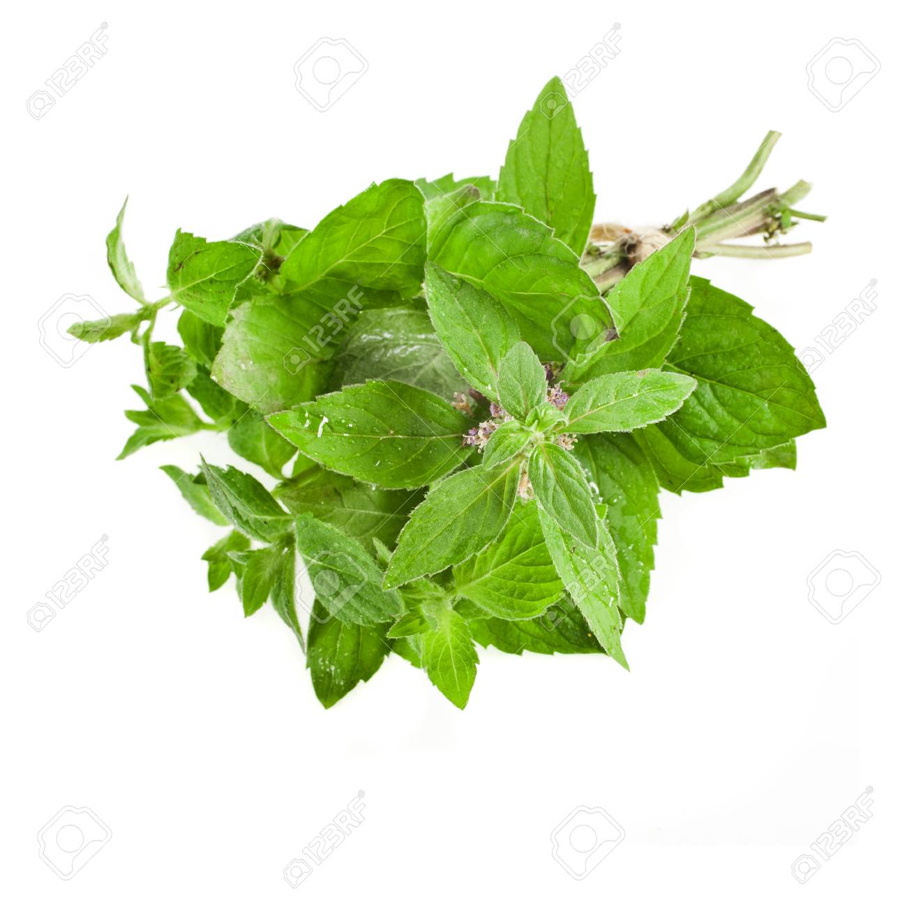 L Origan Frais Ou Marjolaine Herbes Pres Macro Origanum Majorana Isole Sur Blanc Banque D Images Et Photos Libres De Droits Image 22467225