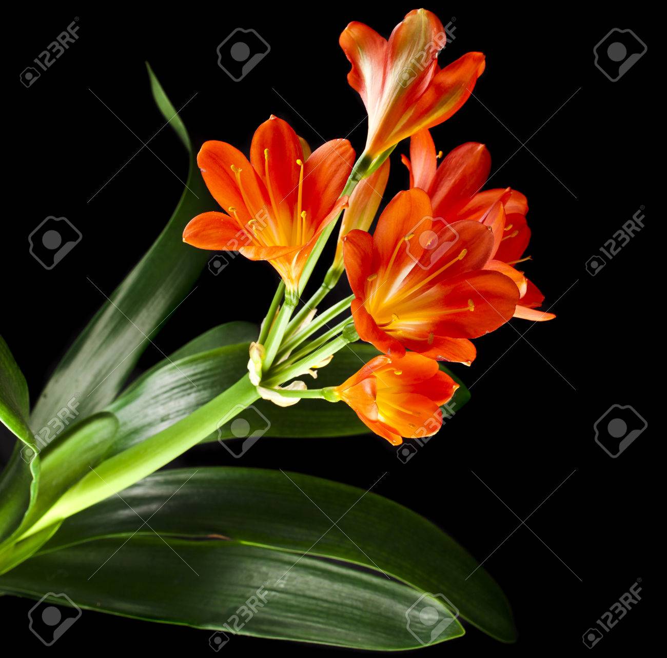 黒い背景に分離されたクンシラン種類のユリのオレンジ色の花 の写真素材 画像素材 Image