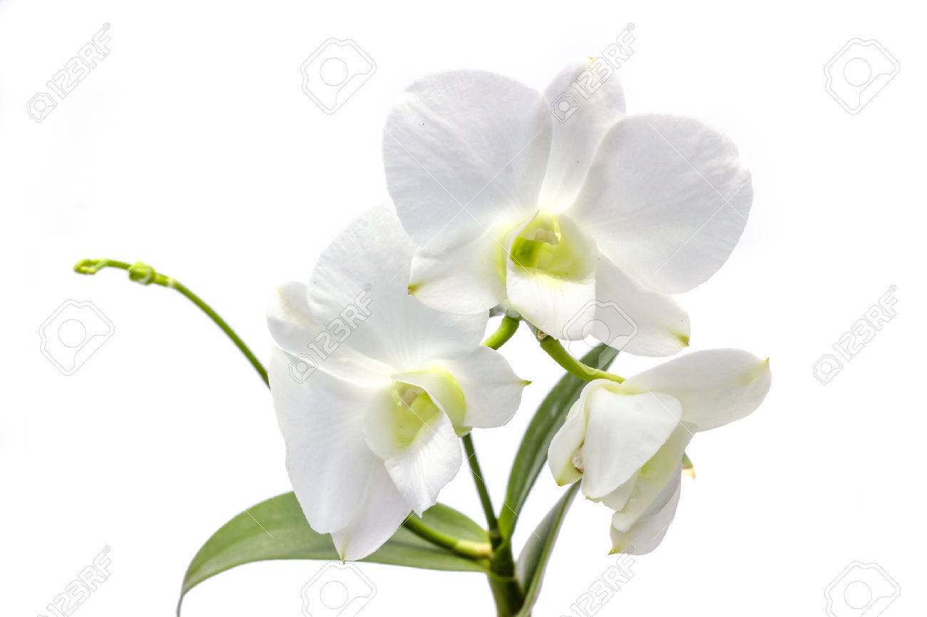 Weisse Orchidee Auf Weissem Hintergrund Lizenzfreie Fotos Bilder Und Stock Fotografie Image 40560063