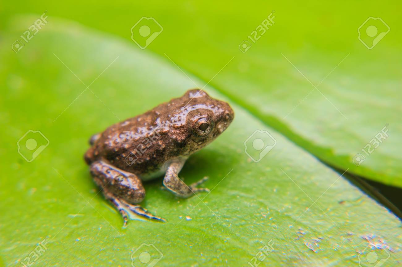 Tadpoles Or Baby Frogs On A Leaf Stock Photo, Picture And Royalty - 1300x866 - jpeg Tadpoles To Frogs