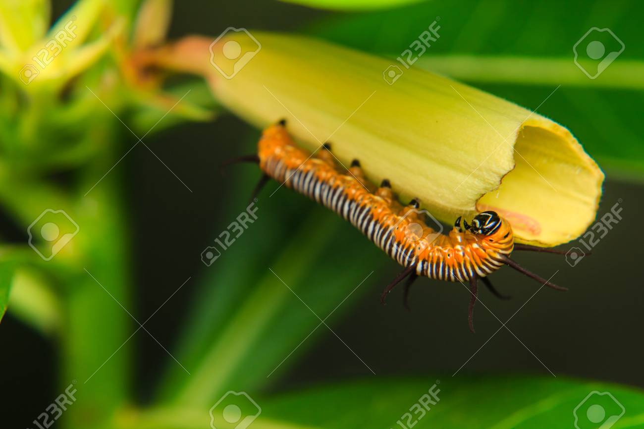 gusano de jardin