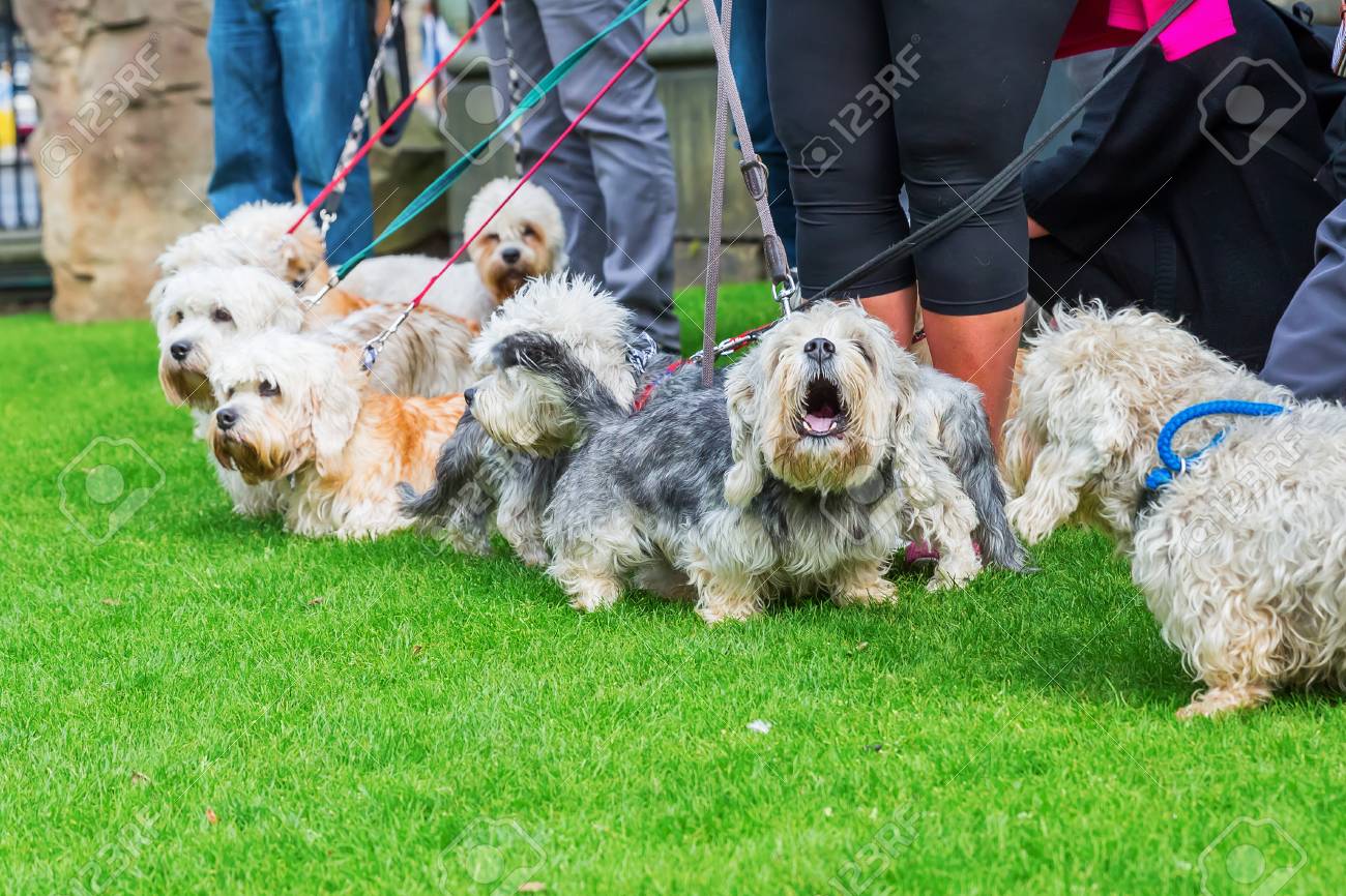 都市のダンディ ディンモント テリア犬の所有者の会議 の写真素材 画像素材 Image