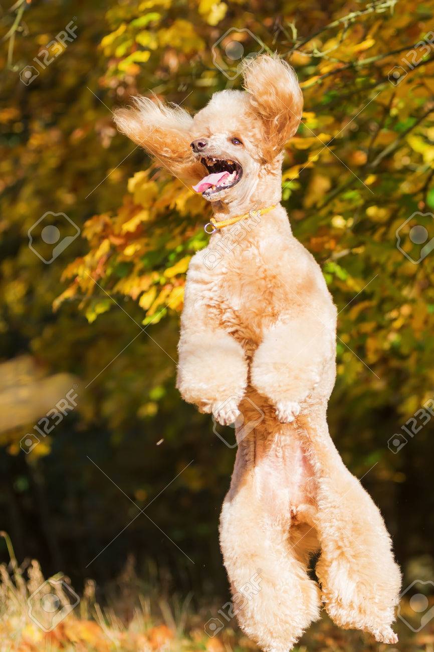 Royal Poodle Has Fun And Jumps For Autumn Leaves Stock Photo