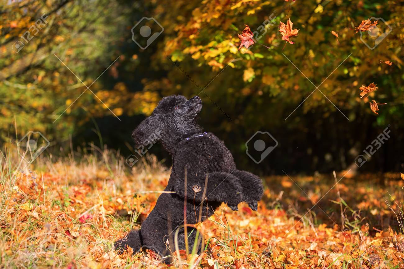 Royal Poodle Having Fun By Jumping For Autumn Leaves Stock Photo