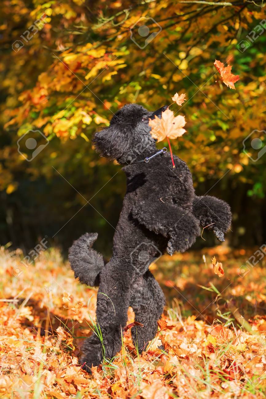 Royal Poodle Having Fun By Jumping For Autumn Leaves Stock Photo