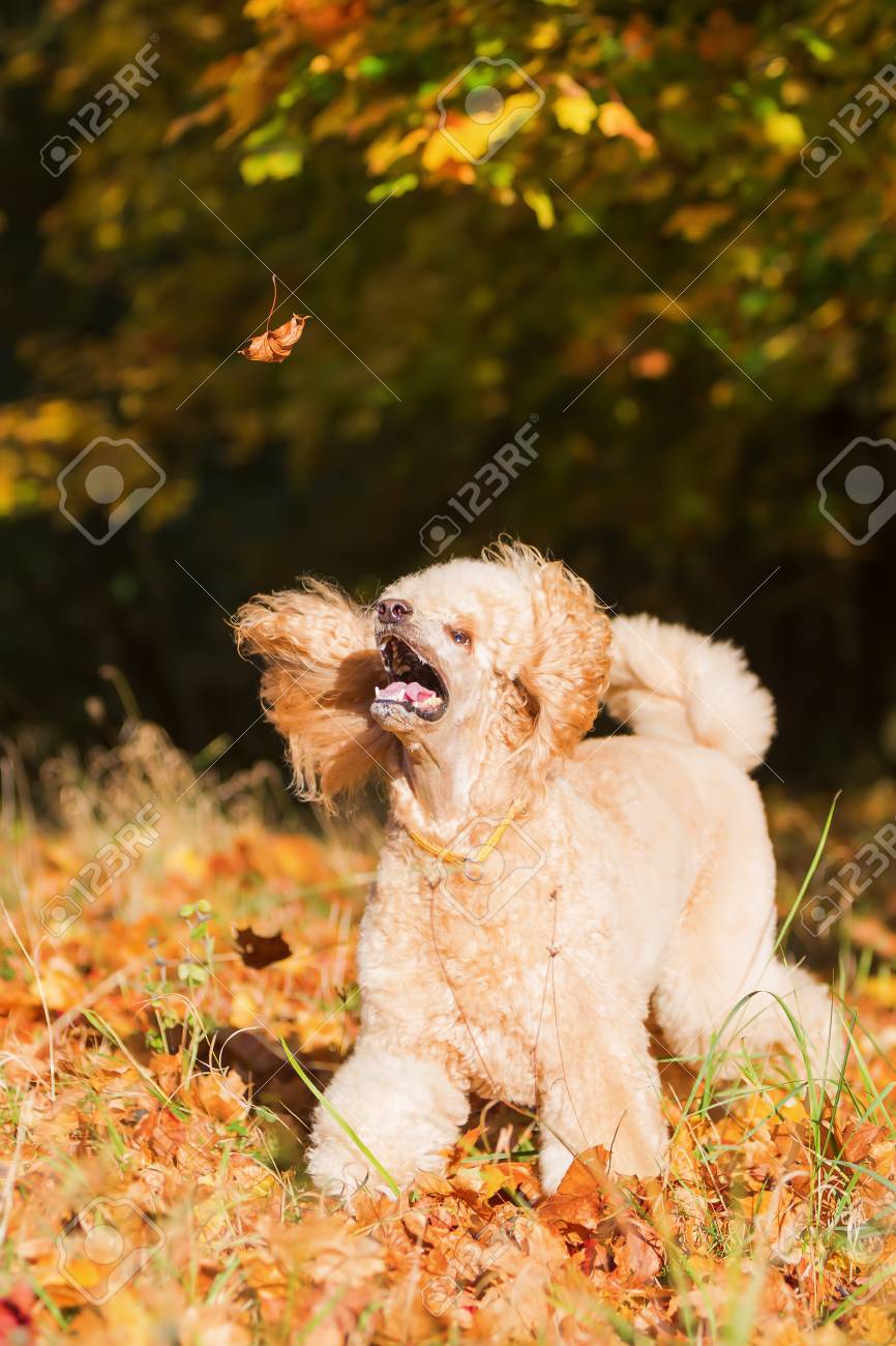 Royal Poodle Having Fun By Jumping For Autumn Leaves Stock Photo
