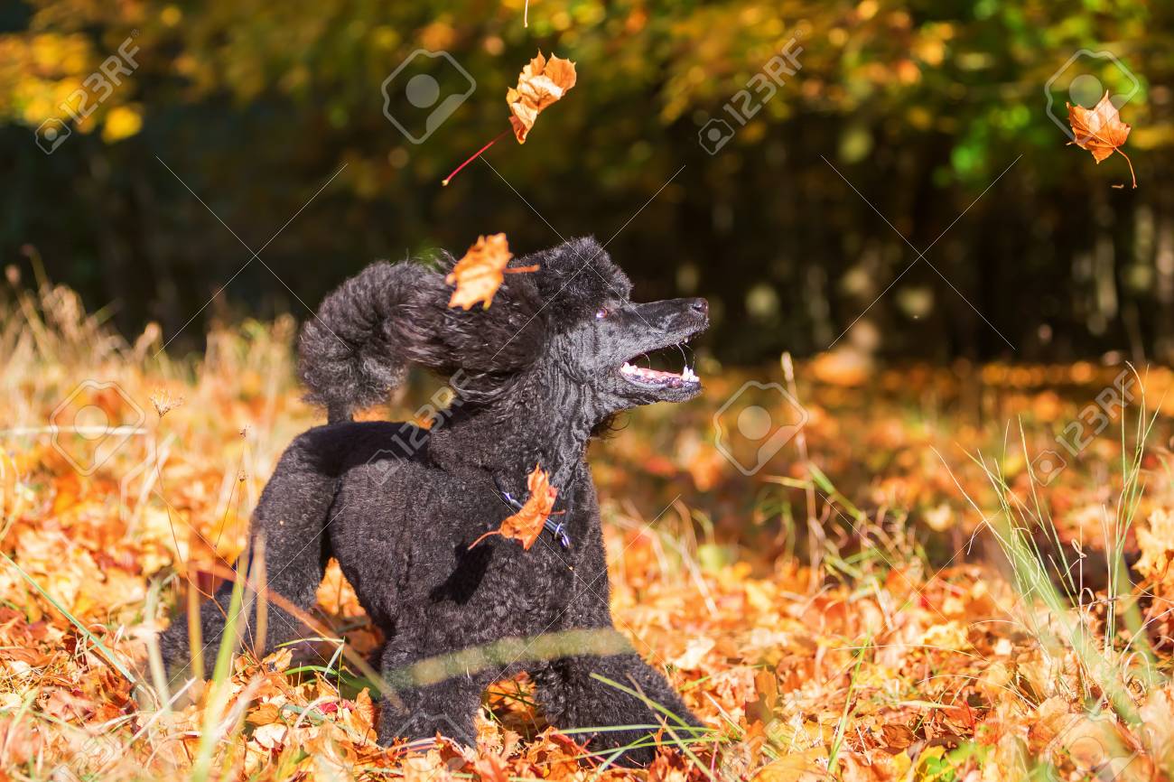 Royal Poodle Having Fun By Jumping For Autumn Leaves Stock Photo