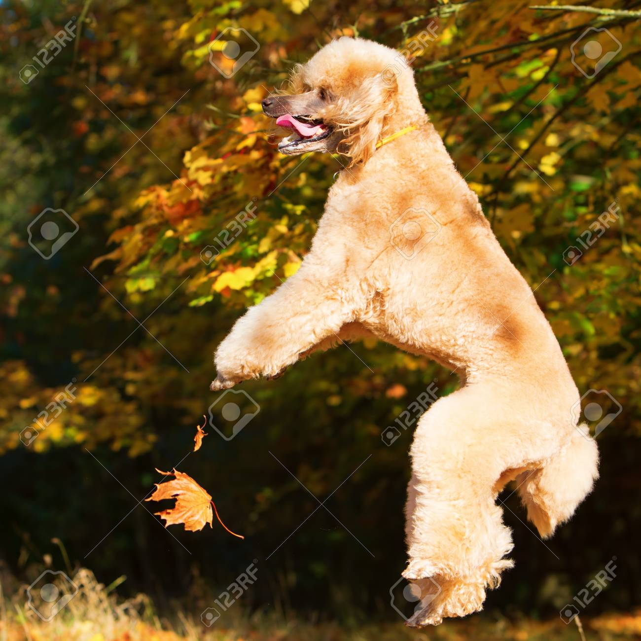 Royal Poodle Having Fun By Jumping For Autumn Leaves Stock Photo