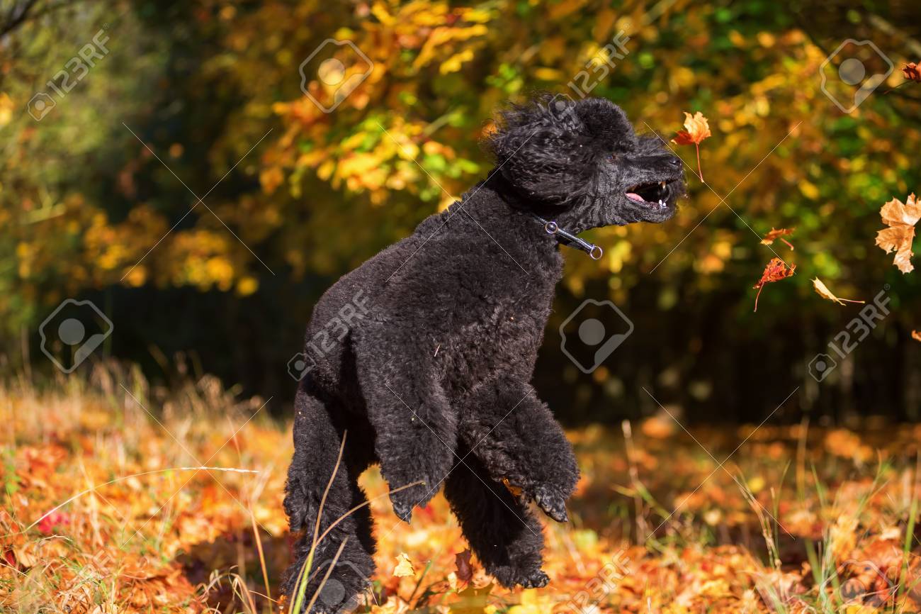 Royal Poodle Having Fun By Jumping For Autumn Leaves Stock Photo