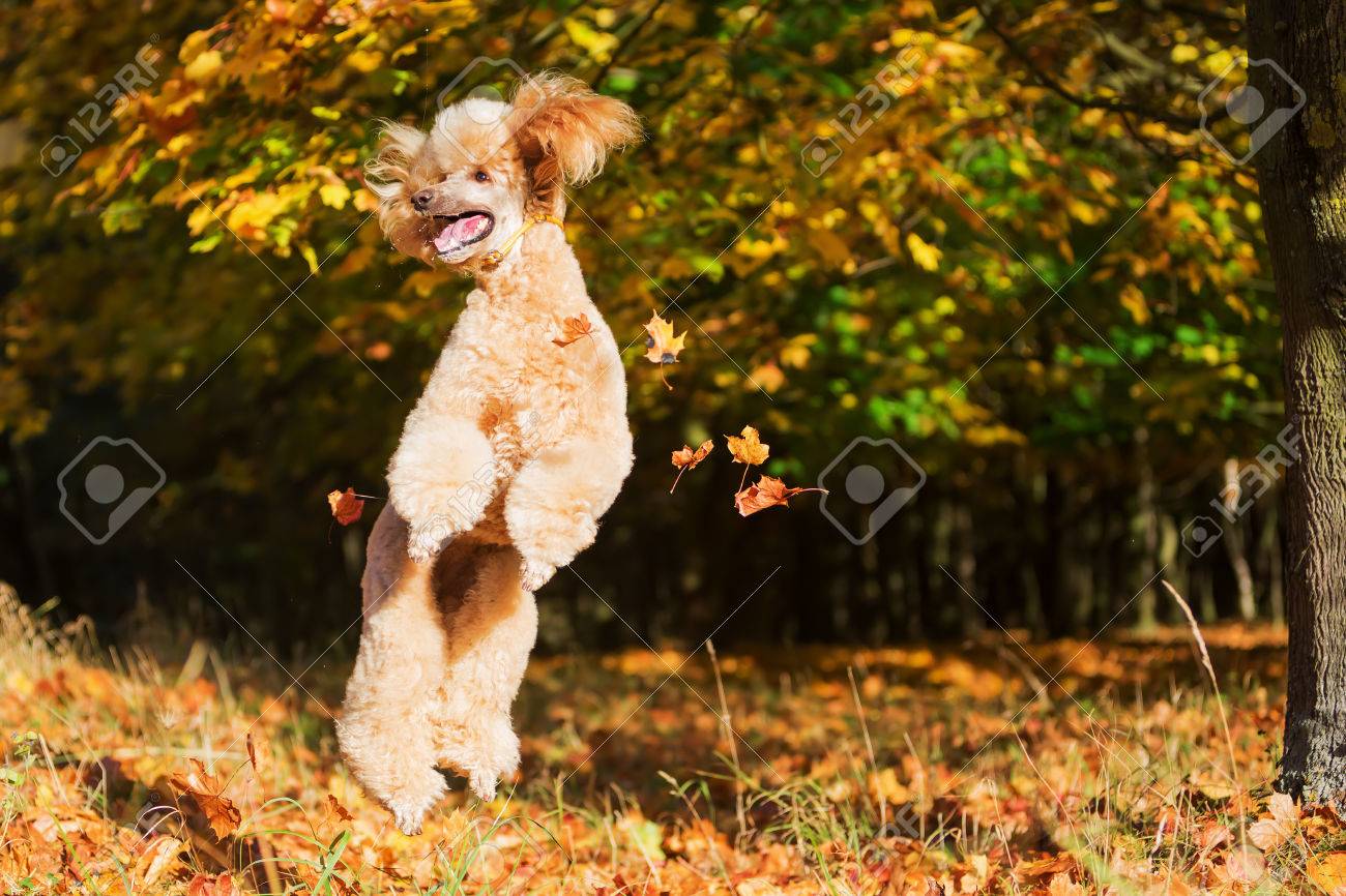 Royal Poodle Having Fun By Jumping For Autumn Leaves Stock Photo