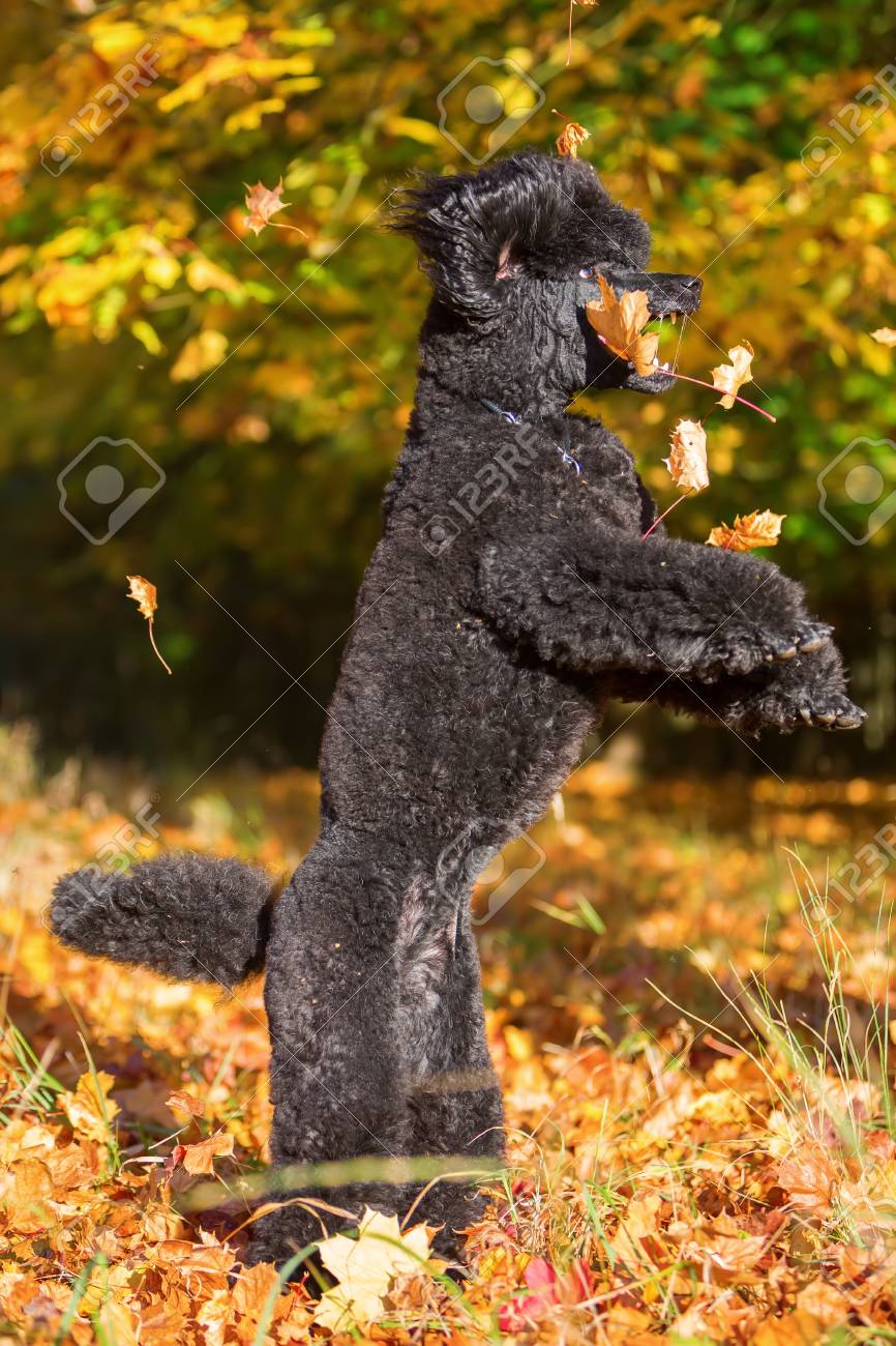 Royal Poodle Having Fun By Jumping For Autumn Leaves Stock Photo