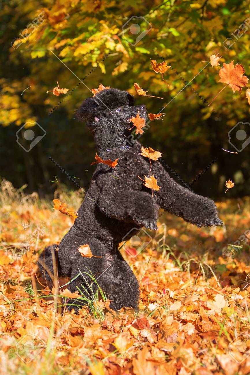 Royal Poodle Having Fun By Jumping For Autumn Leaves Stock Photo