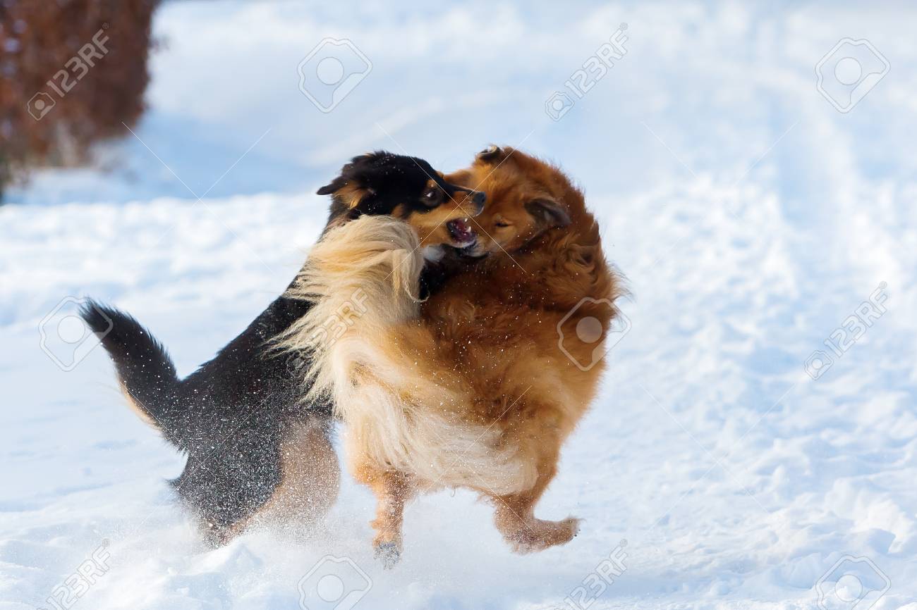 雪の中の戦い 2 つの犬の画像 の写真素材 画像素材 Image