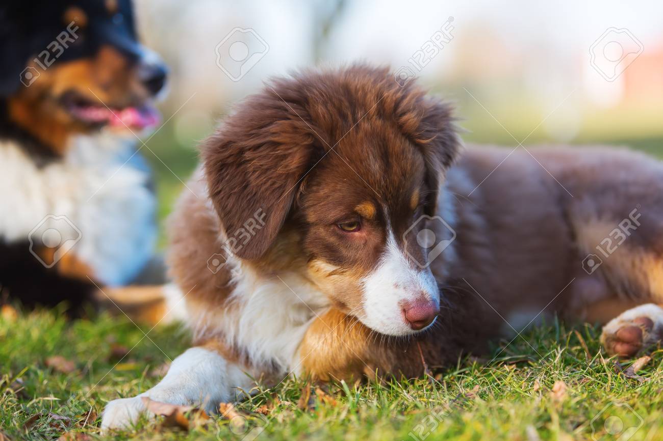 かわいいオーストラリアン シェパードの子犬が牧草地であります の写真素材 画像素材 Image