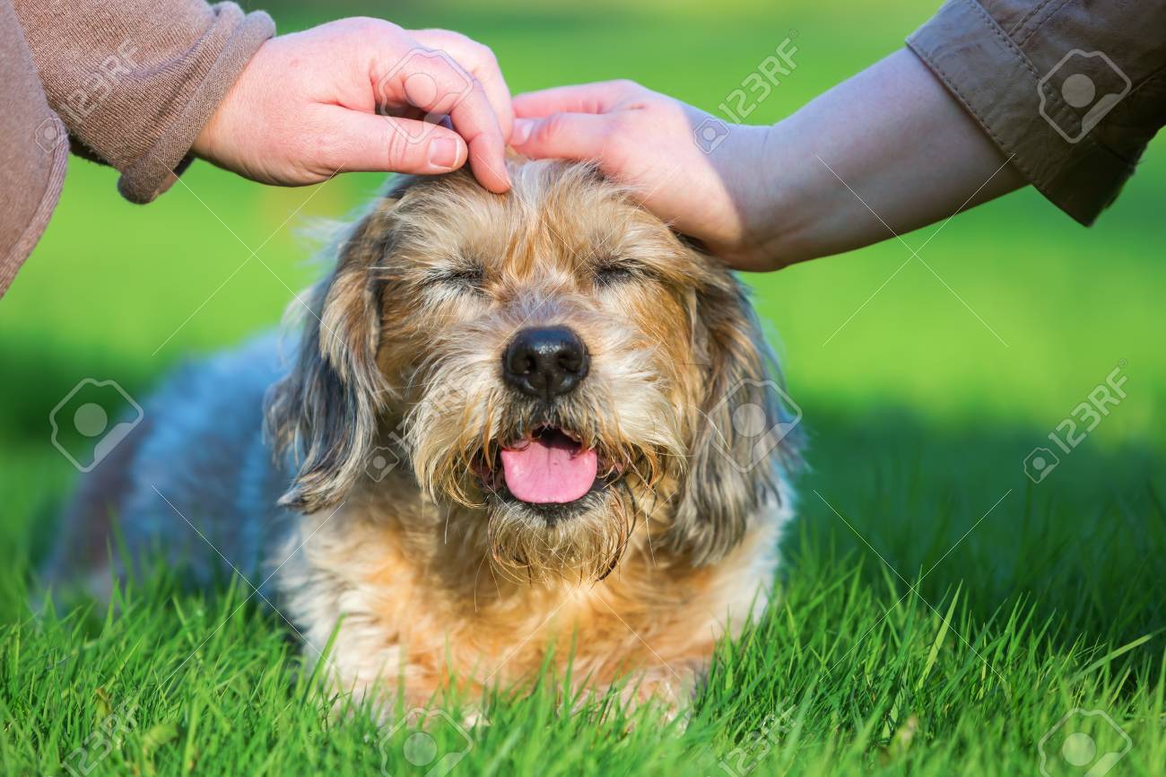 かわいい犬をなでる二人の女性の手の画像 の写真素材 画像素材 Image かわいい犬をなでる二人の女性の手の画像 の写真素材 画像素材 Image